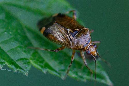 Réf. 206 637 : Deraeocoris flavilinea