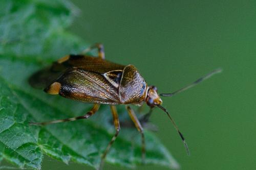 Réf. 206 636 : Deraeocoris flavilinea