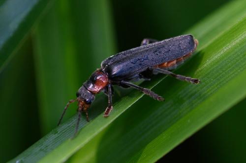 Cantharis fusca