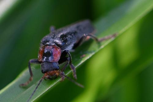 Cantharis fusca