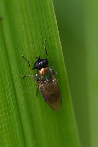 Chloromyia formosa