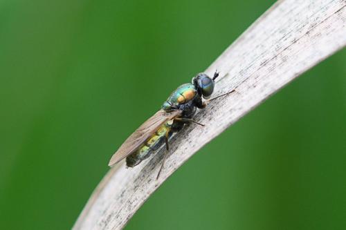 Chloromyia formosa