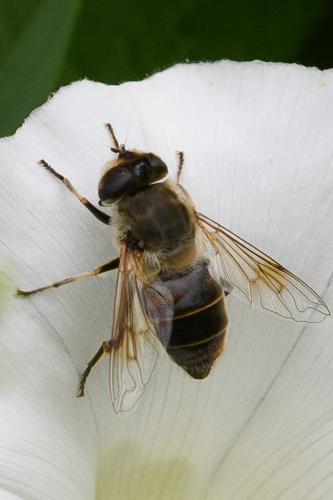 Eristalis tenax