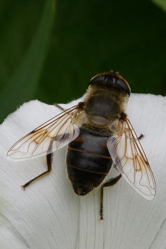 Eristalis tenax