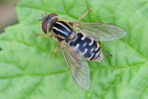 Réf. 206 873 : Eurimyia lineata