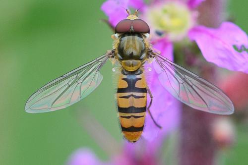 Réf. 206 878 : Episyrphus balteatus