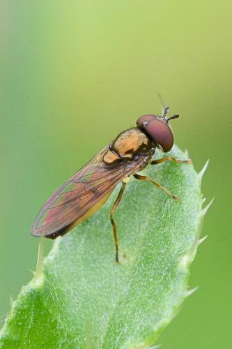 Melanostoma mellinum