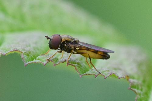 Melanostoma mellinum