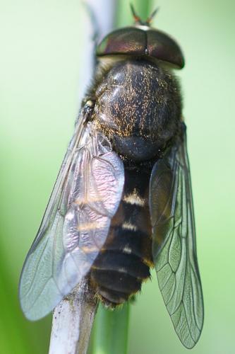 Réf. 206 093 : Hybomitra bimaculata
