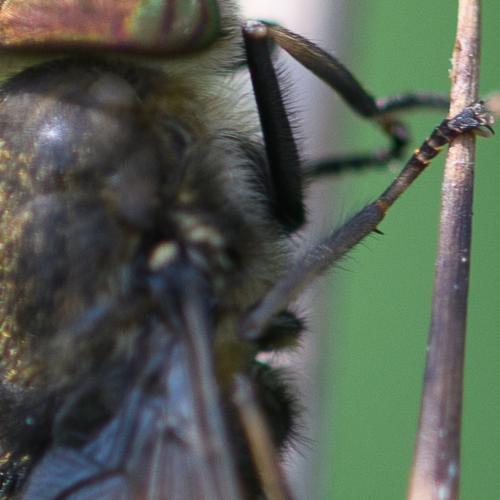 Hybomitra bimaculata