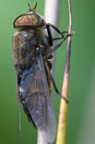 Réf. 206 094 : Hybomitra bimaculata
