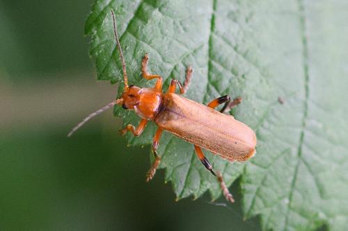 Réf. 206 994 : Cantharis livida