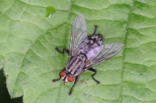 Sarcophaga sp.