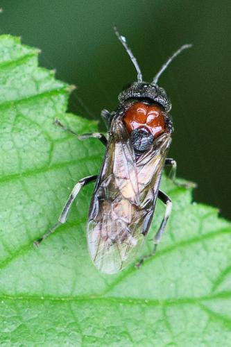Eriocampa ovata