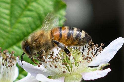 Réf. 206 921 : Apis mellifera