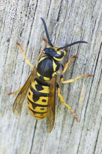 Vespula germanica