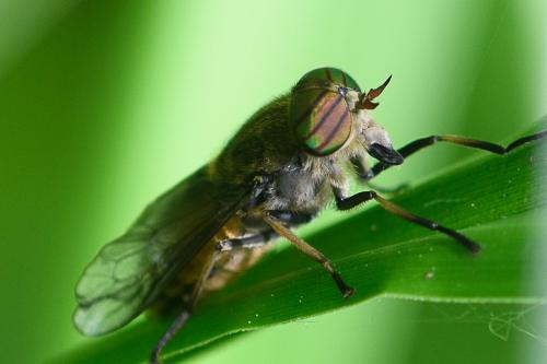 Hybomitra sp.
