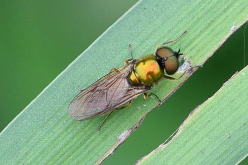 Chloromyia formosa