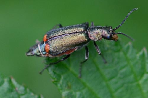 Malachius bipustulatus