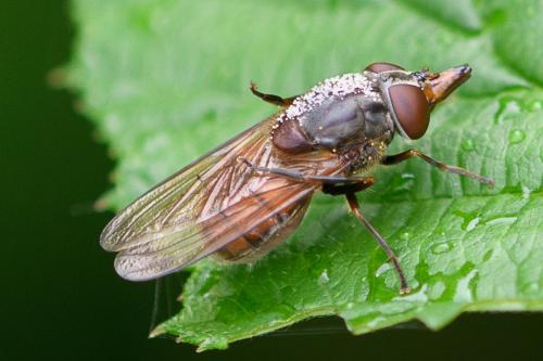 Rhingia campestris