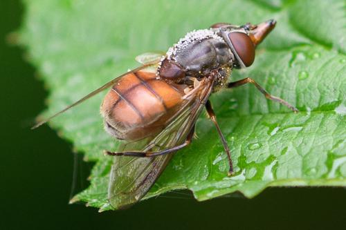 Rhingia campestris