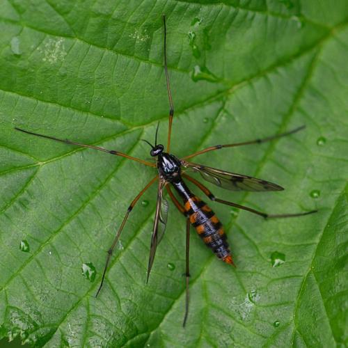 Ptychoptera contaminata