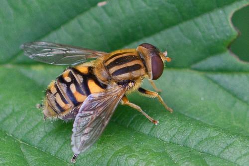 Réf. 206 398 : Parhelophilus versicolor
