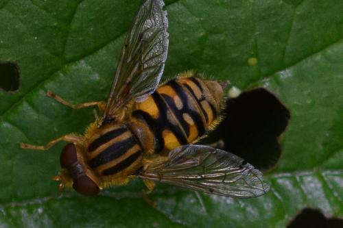 Réf. 206 498 : Parhelophilus versicolor