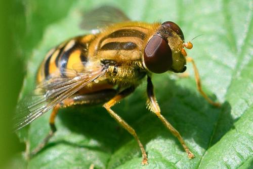 Réf. 206 399 : Parhelophilus versicolor