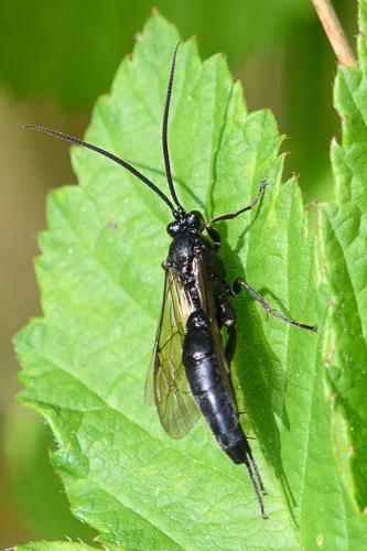 Réf. 206 716 : Stenichneumon culpator