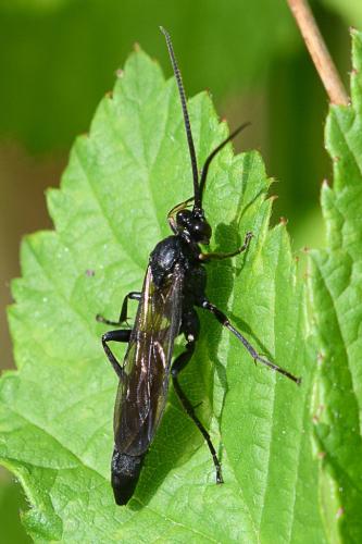 Réf. 206 714 : Stenichneumon culpator