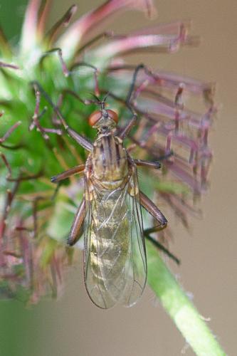 Empis livida