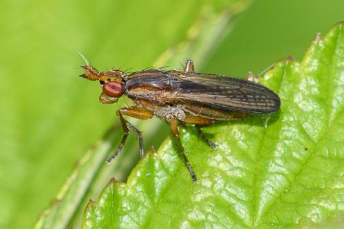 Réf. 206 679 : Limnia unguicornis