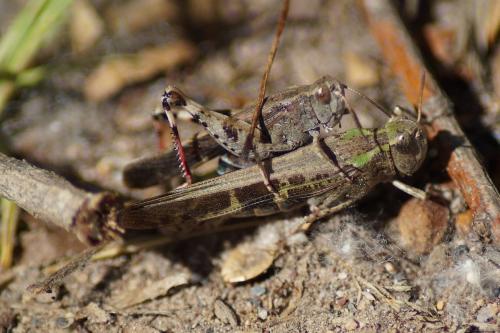 Réf. 206 367 : Aiolopus strepens