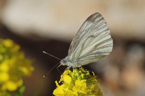 Réf. 206 851 : Pieris napi
