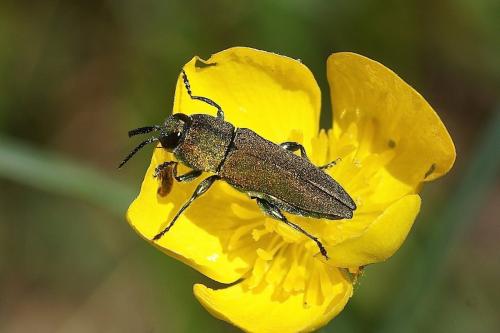 Réf. 206 109 : Anthaxia hungarica