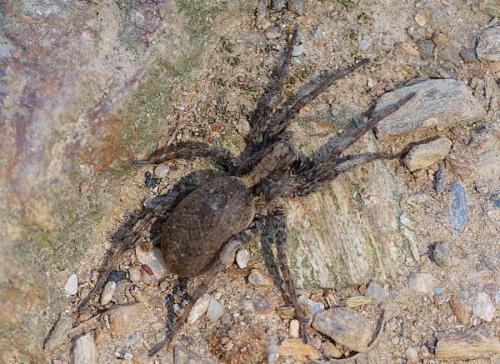 Réf. 206 368 : Alopecosa albofasciata