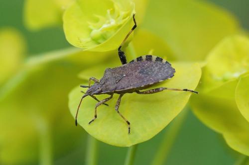 Réf. 206 850 : Ceraleptus gracilicornis
