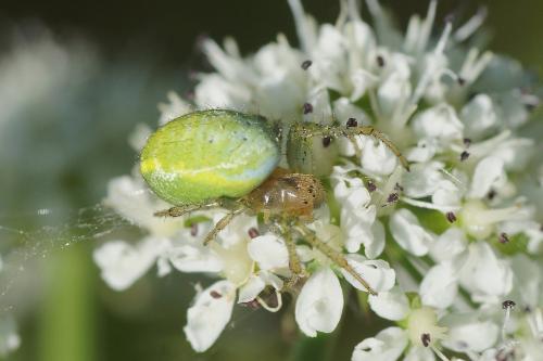 Araniella sp.