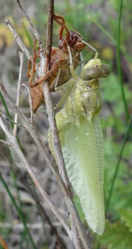 Réf. 206 227 : Orthetrum cancellatum