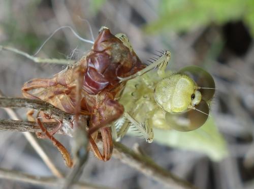 Réf. 206 228 : Orthetrum cancellatum
