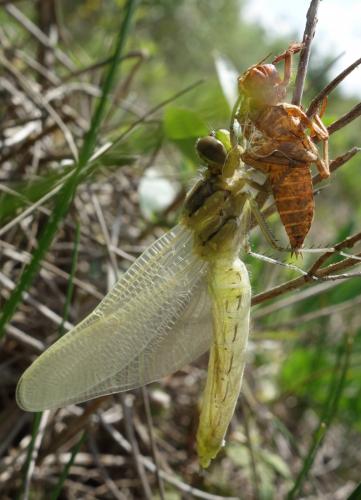 Orthetrum cancellatum