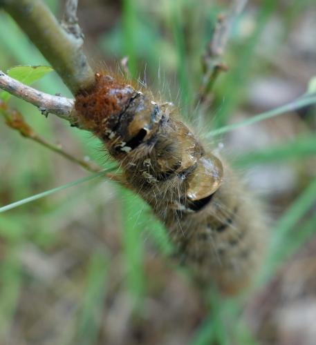 Lasiocampa quercus