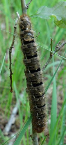 Lasiocampa quercus