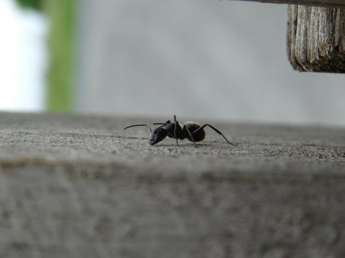 Camponotus vagus