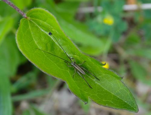 Ephippiger diurnus diurnus
