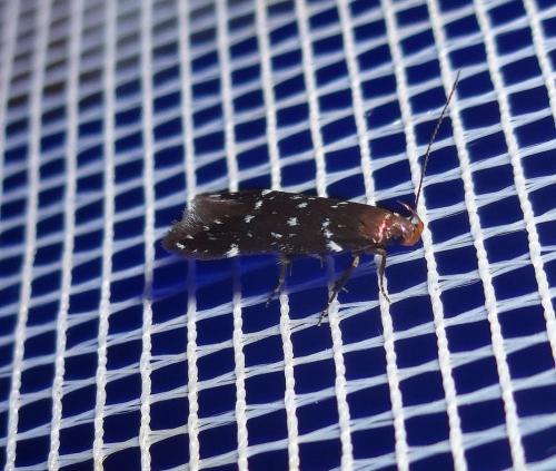 Argolamprotes micella