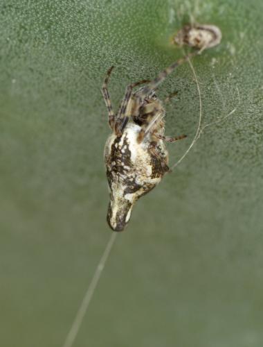 Réf. 206 302 : Cyclosa algerica