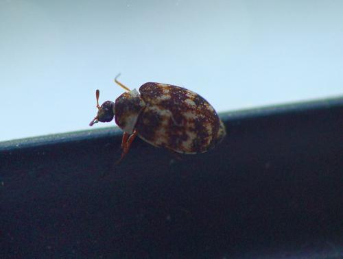 Anthrenus oberthueri