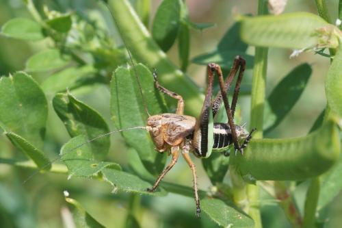 Réf. 206 027 : Decticus albifrons
